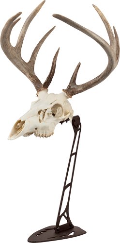 7226A.jpg ALLEN EZ MOUNT CENTERPIECE - SKULL STAND BROWN