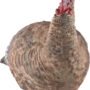 AVIAN X LCD LOOKOUT HEN DECOY