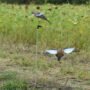 AVIAN X SPINNING WING DOVE - DECOY