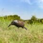 fgdcoy00314_in-use.jpg FLEXTONE THUNDER CHICK FEEDING - HEN DECOY W/STAKE