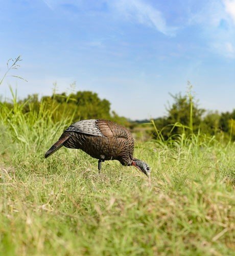 fgdcoy00314_in-use.jpg FLEXTONE THUNDER CHICK FEEDING - HEN DECOY W/STAKE