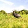 FLEXTONE THUNDER JAKE 1/4 - STRUT DECOY W/STAKE