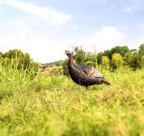 FLEXTONE THUNDER JAKE 1/4 - STRUT DECOY W/STAKE