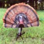 hw2453_front.jpg MOJO TAIL CHASER MAX TURKEY - FAN CLAMP ON FOR 10GA-20GA BBL