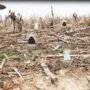 MOJO DOVE A FLICKER (4 PACK)