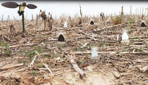 MOJO DOVE A FLICKER (4 PACK)