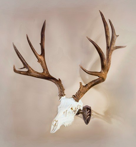 SKULL HOOKER LITTLE HOOKER - POWDER COAT BROWN