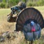 m0058_in-use.jpg MONTANA DECOY TURKEY GOBBLER - FANATIC 2D ?