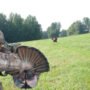 m0058_in-use_2.jpg MONTANA DECOY TURKEY GOBBLER - FANATIC 2D ?