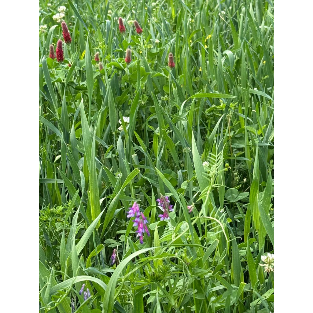 1102954_2 Whitetail Institute Grunt n Gobble 10 lb.