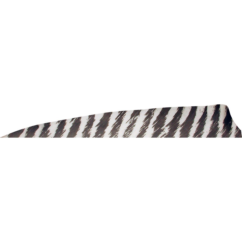 1407067_1 Gateway Shield Cut Feathers Barred White 4 in. RW 50 pk.