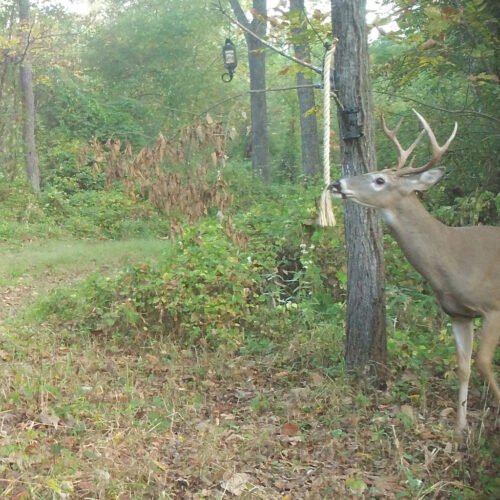 Wildlife Research Dripper Scrape & Rope Combo