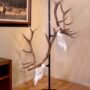 SKULL HOOKER TROPHY TREE W/ 5 - BRACKETS CUSTOMIZABLE DISPLAY