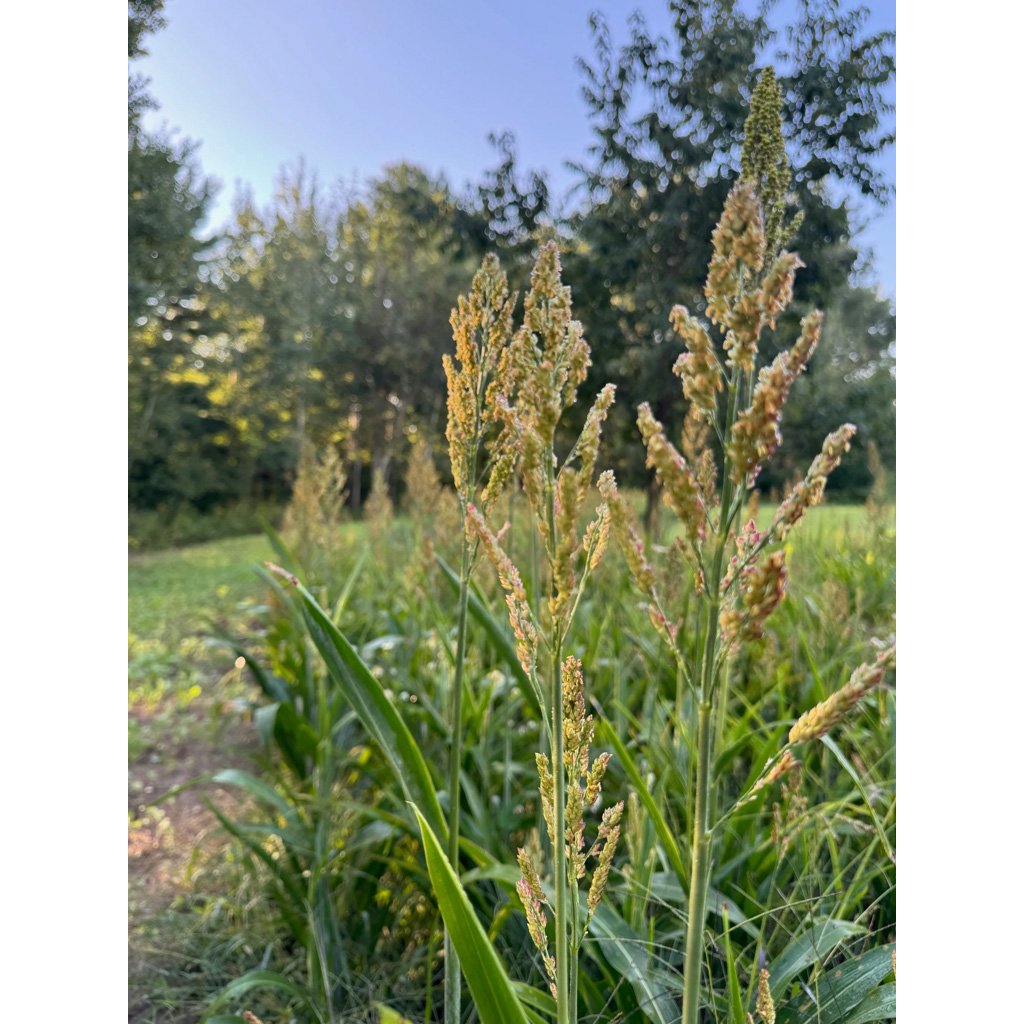 Domain Milo Seed 1/4 Acre