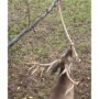 Tinks Primed Scrape Rope 32in